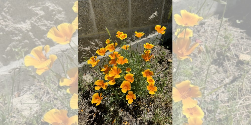 Eschscholzia californica